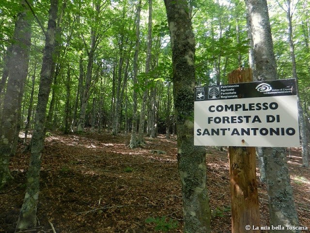 10 maggio – La foresta di Sant’Antonio